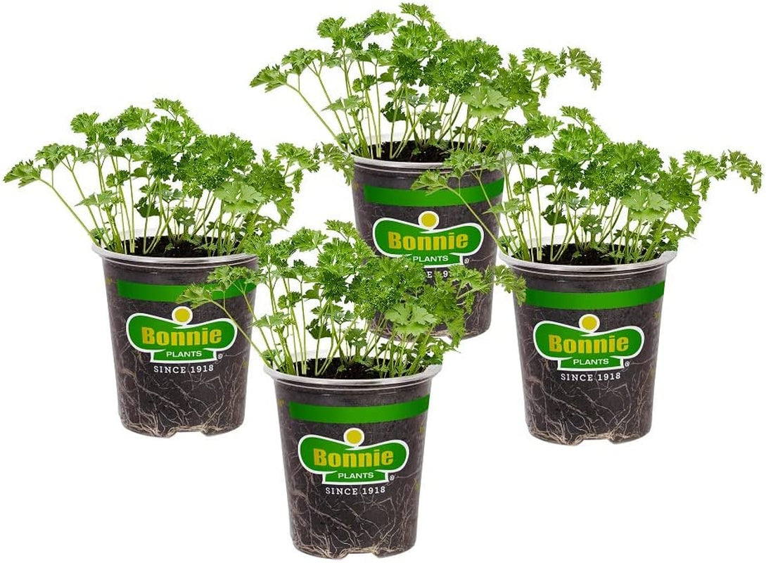 Curled Parsley Live Herb Plants - 4 Pack, Biennial, Non-Gmo, Garnish, Seasoning, Salads, Palate Cleanser