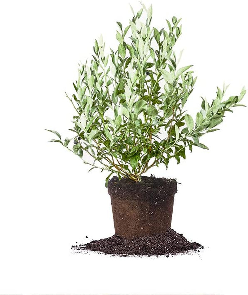 Premier Blueberry Live Plant, 1 Gallon, Includes Care Guide